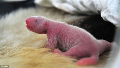 First Glimpse Of Twin Baby Pandas Just Hours After They Were Born At