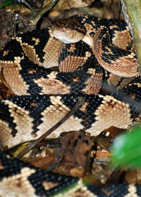 The Bushmaster Found In Guyana Is The Largest Pit Viper In The World