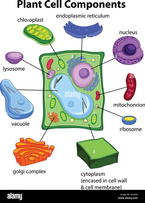 Componentes De La Celula Vegetal