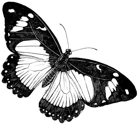 Dessin à Colorier Gratuit Butterfly Drawing Bird Of Prey Tattoo