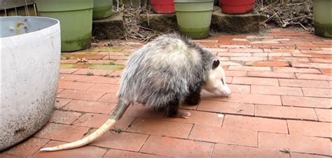 How To Get Opossums Out From Under A Shed Or Porch