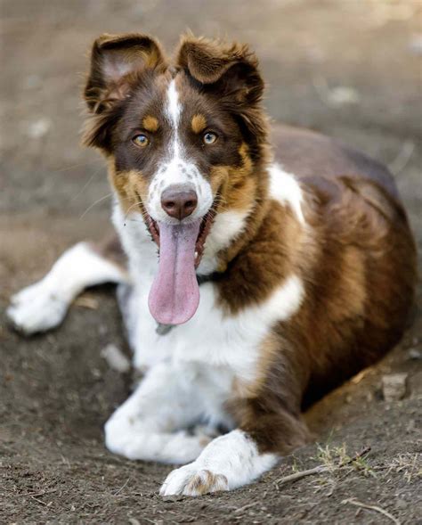 Australian Shepherd Aussie Dog Breed Information And Characteristics