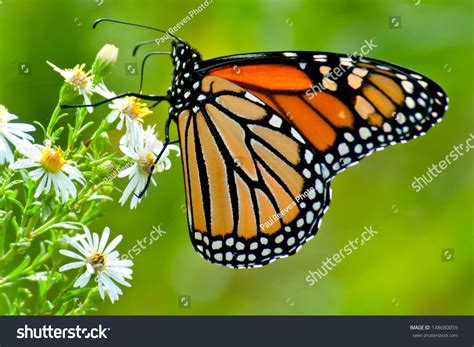 Monarch Butterfly Perched On A Flower Stock Photo 148680059 Shutterstock