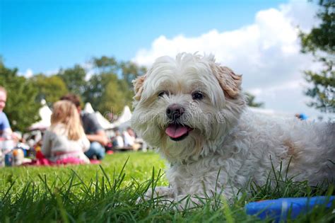 Dog On Grass Stock Photo Image Of Animals Meadows Napping 44578304