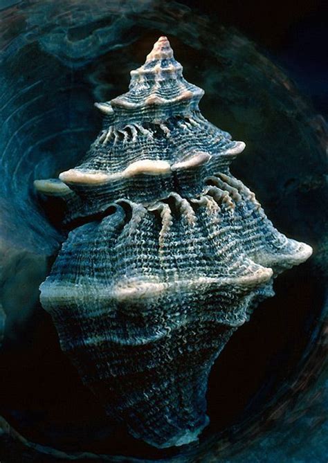 Seashells Photography Image By Cheryl Reynolds Art On Seashells