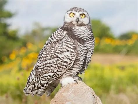 10 Michigan Owls Notable Species W Pictures And Videos Love The Birds