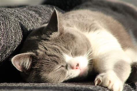 Free Images Kitten Nap Nose Whiskers Vertebrate Mieze European