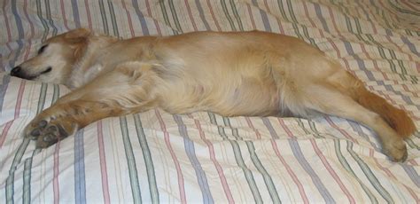 How long are golden retrievers pregnant? Gaylan's Golden Retrievers: Getting The Girls Ready