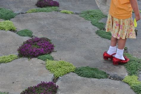 It is a great weed smothering plant. Scravings: Thyme Crunch--1 year later