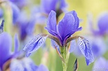 Ostsibirische Schwertlilie, Iris sanguinea, Schwertliliengewächse ...