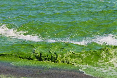 Blooming Green Water Stock Image Image Of Disaster Aquatic 76679197