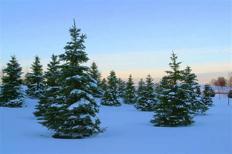 Winter Pine Trees At Dusk 6 Night Photograph By Stanrohrer Fine Art