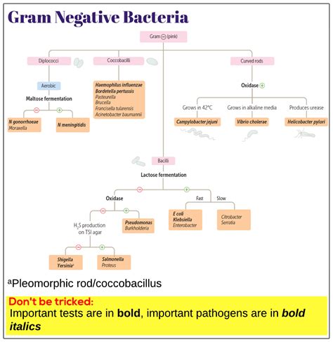 Gram Negative Bacteria Algorithm Medicine Keys For MRCPs