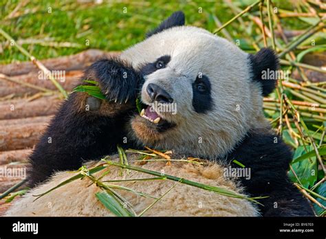 Giant Panda Feeding On Bamboo At Chengdu Research Base Of Giant Panda