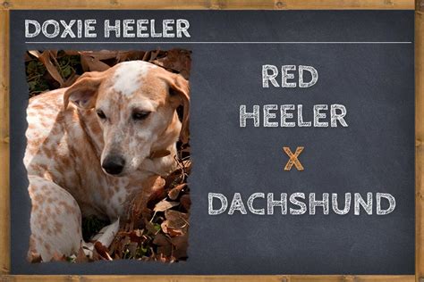 Dachshund Red Heeler Mix Doxie Heeler Info Pictures And Facts