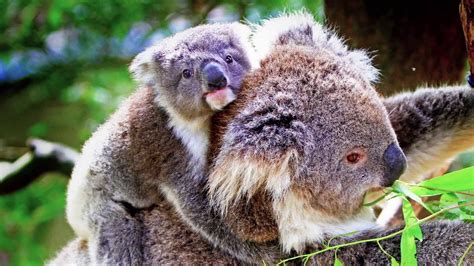 Fun Animal In Do Koalas Have Pouches