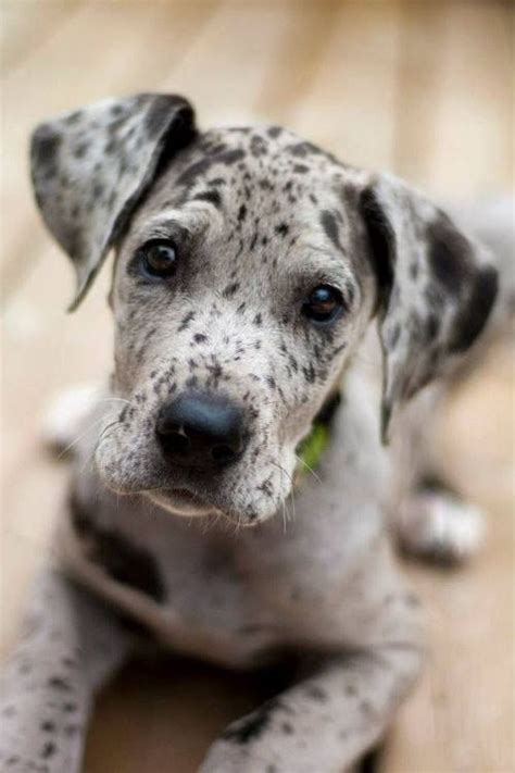 10 Best Great Dane Dog Names