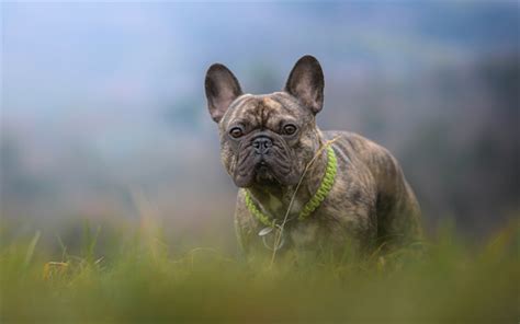 Download Wallpapers French Bulldog Black Puppy With Brown Spots Pets