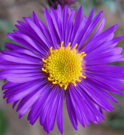 Rich Dark Purple Aster Flower Hi Res 720p Hd