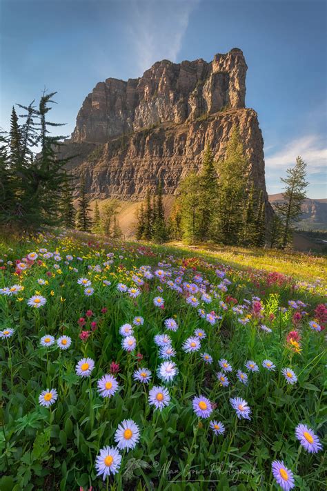 Boulder Pass Wildflowers Glacier National Park Alan Crowe Photography