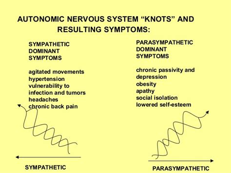 Low Thyroid Low Sex Drive And Adrenal Exhaustion How Autonomic