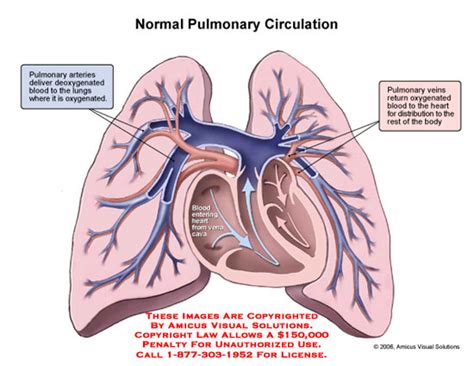 0602903x Normal Pulmonary Circulation Anatomy Exhibits