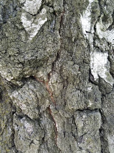 Rough Tree Bark Macro Texture Stock Photo Image Of Textured Macro