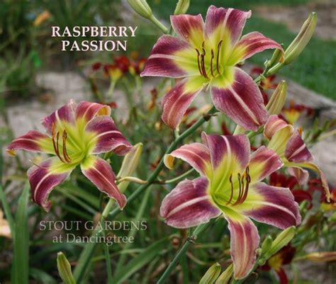 Daylily Hemerocallis Raspberry Passion In The Daylilies Database