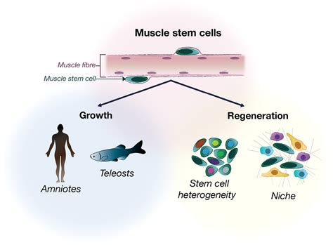 Stem Cells In Skeletal Muscle Growth And Regeneration In Amniotes And