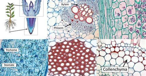 Types Of Plant Cell Definition Structure Functions Diagrams