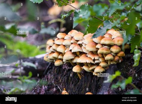 Close Up Of A Cluster Of Bright Golden Mushrooms Growing From A Tree