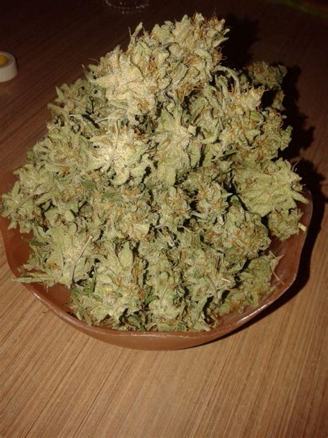 This trophy is awarded for earning all trophies in the game. LondonWeed.Net - Top London & UK & Ireland & Scotland & Wales Weed From Spain to your Home Fast ...