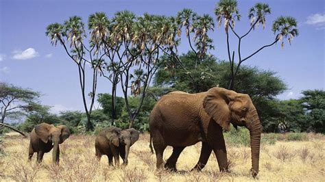 Wallpapersity Picture Of African Elephants Wallpaper