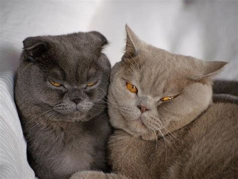 100 Best Images About Annoyed Cats Funny Faces On Pinterest