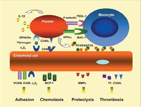Platelet Stimulated Inflammation Of Endothelial Cells And Monocyte