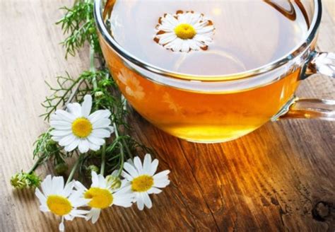 Minum teh ini juga bisa membuat tidur jadi lebih nyenyak. Manfaat Bunga Chamomile untuk Kesehatan dan Kecantikan ...