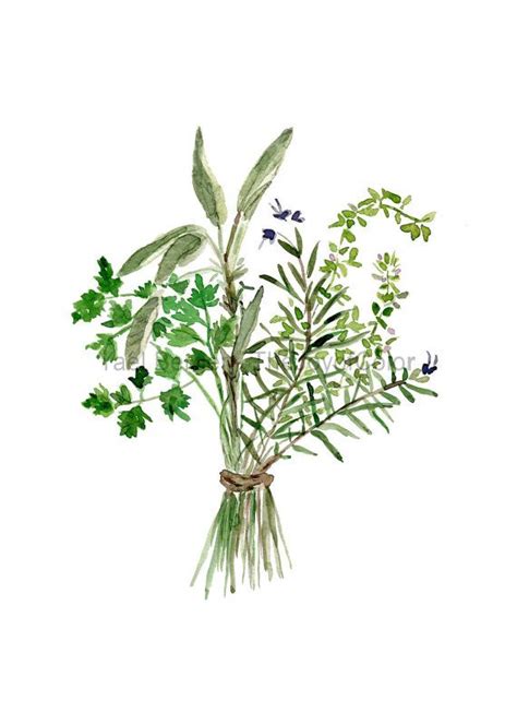 Herbs Bouquet Art Print Parsley Sage Rosemary And Thyme Botanical
