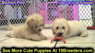 Same will apply if you are wanting to post a free classified ad. Bichon Poo, Puppies, Dogs, For Sale, In Chicago, Illinois, IL, 19Breeders, Rockford, Naperville ...