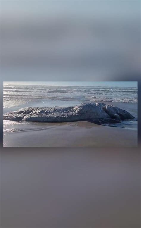 Large Mysterious Creature Washes Ashore In Oregon Pic Goes Viral