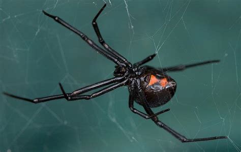 Blog A Helpful Guide To Black Widow Spiders For Sacramento Property
