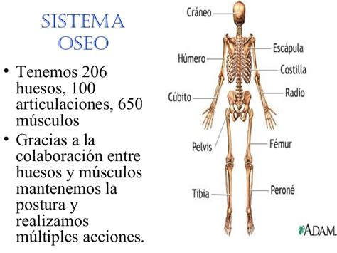 Cu Ntos Huesos Tiene El Cuerpo Humano Adulto Informacionde Info