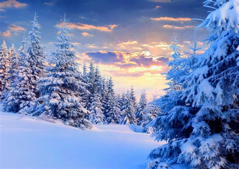 Winter Snow Trees Wallpapers Top Free Winter Snow Trees Backgrounds