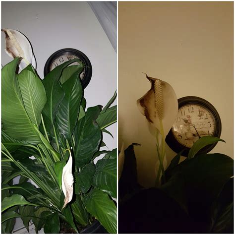 But when in excess amounts it can cause discoloration in the leaves of the peace lily and in some cases death. houseplants - Peace lily flowers are turning black ...
