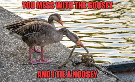 Dont Mess With The Goosey Imgflip