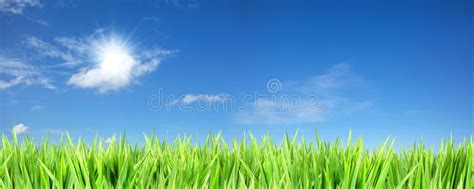 Blue Sunny Sky And Green Grass Stock Image Image Of Environment