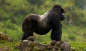 Hábitat del gorila de montaña :: Imágenes y fotos