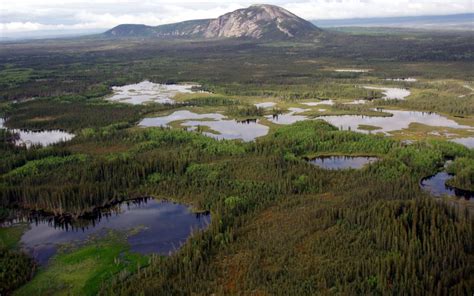 Fighting To Protect Bird Habitat In North Americas Boreal
