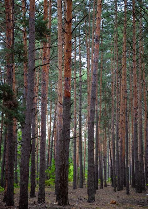 Dense Pine Forest Trunks Of Ship Pines Tall Conifers Forest Of