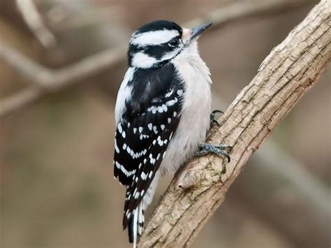 Downy Woodpecker Pacific Northwest Gohikingca