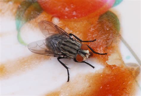 Awas Ini Bahaya Telur Lalat Di Makanan Simak Gejala Penyakitnya